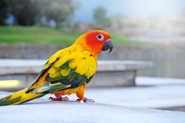 Cute Sun conure em postura adorável — Fotografia de Stock