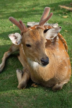 Yere yaslanmış geyik