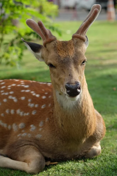 The recumbent deer on the ground — Stock Photo, Image