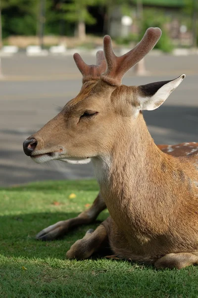 The recumbent deer on the ground — Stock Photo, Image