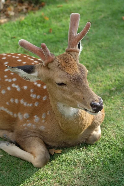 The recumbent deer on the ground — Stock Photo, Image