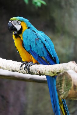 Dal üzerinde güzel Amerika papağanı