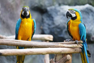 Dal üzerinde güzel Amerika papağanı