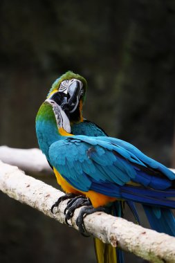 Dal üzerinde güzel Amerika papağanı