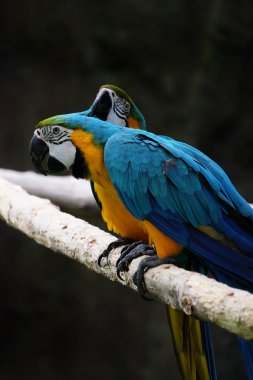 Dal üzerinde güzel Amerika papağanı