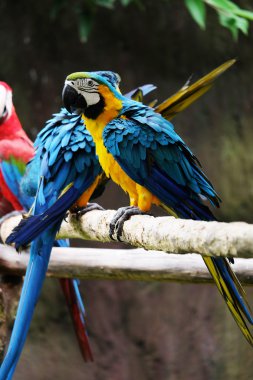 Dal üzerinde güzel Amerika papağanı