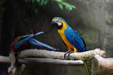 Dal üzerinde güzel Amerika papağanı