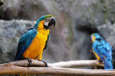 Dal üzerinde güzel Amerika papağanı