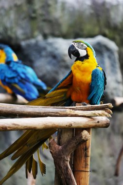 Dal üzerinde güzel Amerika papağanı