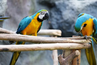 Dal üzerinde güzel Amerika papağanı