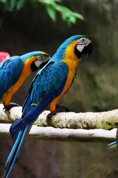 Krásné papoušky na větvi — Stock fotografie