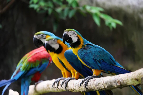 Incantevoli macao sul ramo — Foto Stock