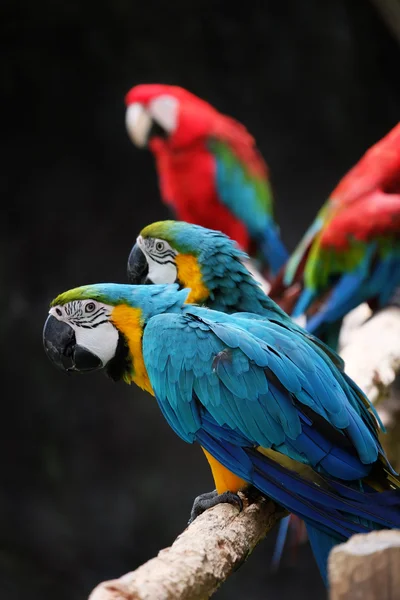 Incantevoli macao sul ramo — Foto Stock