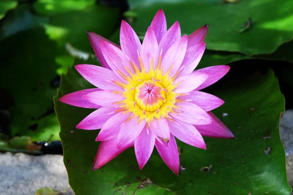 Beautiful pink water lily blooming in the lake — Stock Photo, Image