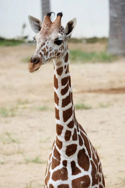 Tête de la girafe — Photo