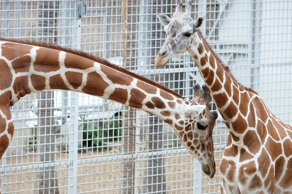 Tête de la girafe — Photo