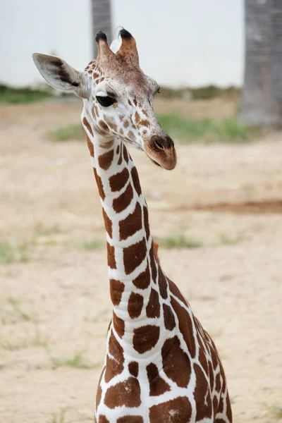 Tête de la girafe — Photo