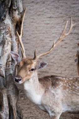 Güzel boynuz ile erkek geyik