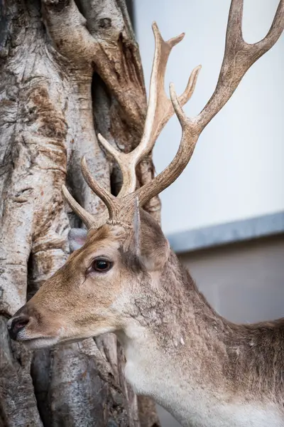 Male deer with beautiful antler — Stock Photo, Image