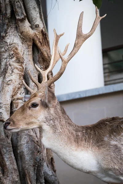 Cervo maschio con belle corna — Foto Stock