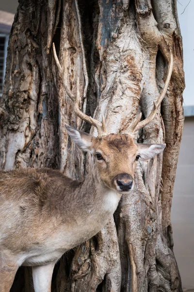 Mężczyzna jelenia z pięknym łopata — Zdjęcie stockowe