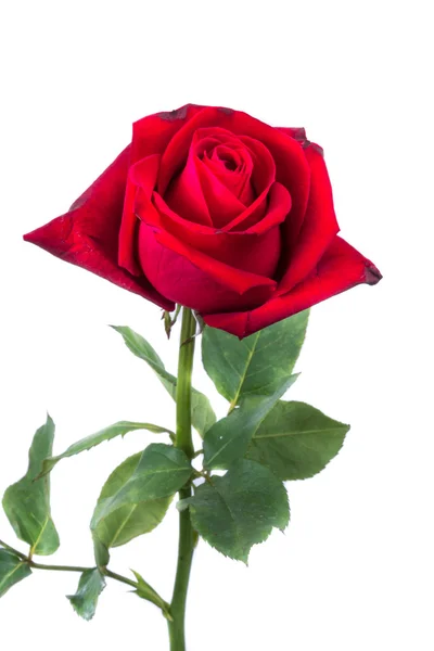 Red rose in white background — Stock Photo, Image