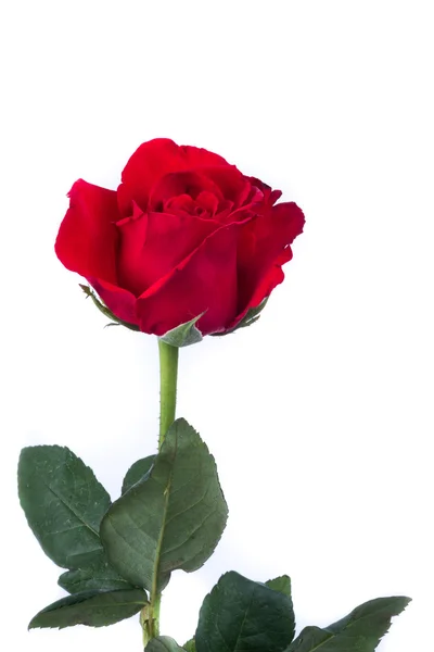 Red rose in white background — Stock Photo, Image