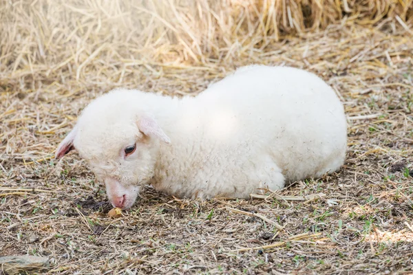 Lâmpada pequena desgrenhada bonito — Fotografia de Stock