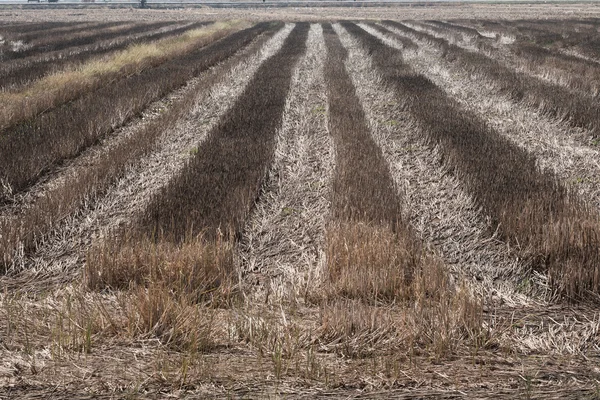 Dry grange in the season of drought — Stock Photo, Image