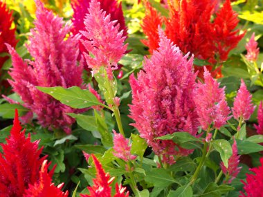 Renkli cockscomb çiçek