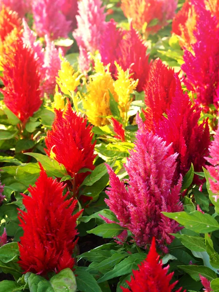 Renkli cockscomb çiçek — Stok fotoğraf
