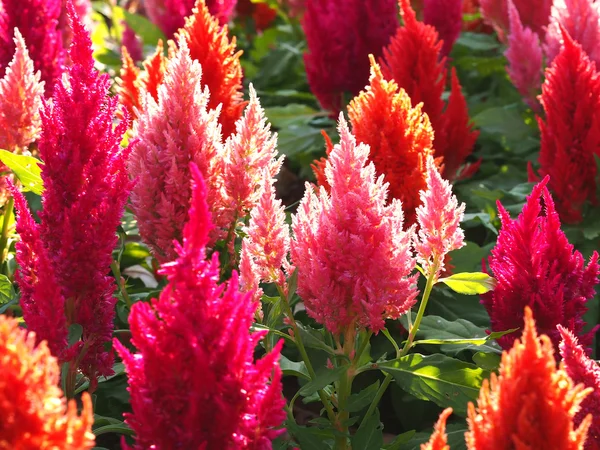 Renkli cockscomb çiçek — Stok fotoğraf
