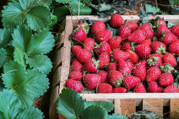 Fresas en la cesta de madera con planta — Foto de Stock