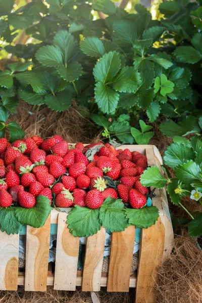 Strawberries in the wooden basket with plant — Stock Photo, Image