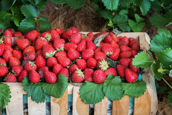 Fresas en la cesta de madera con planta — Foto de Stock