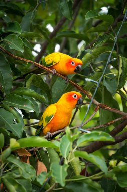 Sun conure parrot on the tree clipart