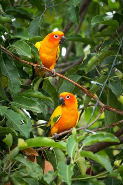 Güneş conure papağan ağaç üzerinde