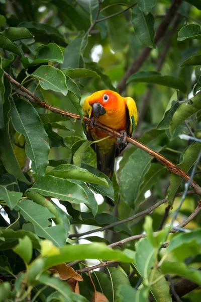 Sun conure parrot on the tree — Stock Photo, Image