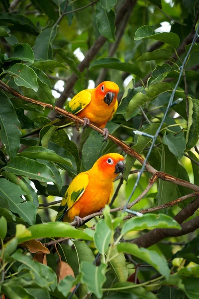 Sun conure parrot on the tree — Stock Photo, Image