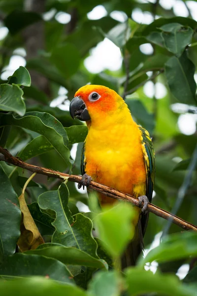 Sole conure pappagallo sull'albero — Foto Stock