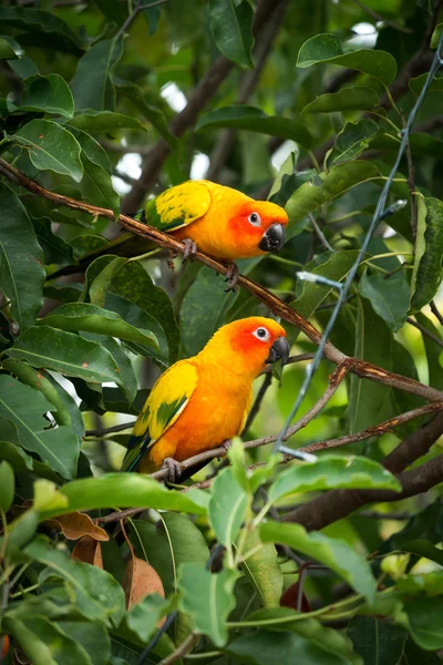 Sol conure loro en el árbol —  Fotos de Stock