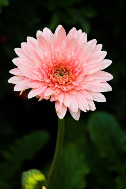 Bahçede pembe gerbera çiçeği