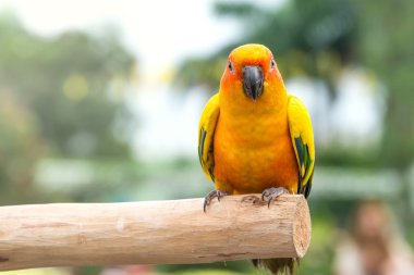 Güzel güneş Conure papağan istavrit üzerinde