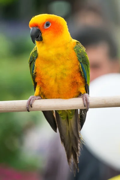 Piękne słońce Conure papuga na okonia — Zdjęcie stockowe