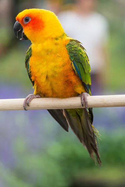 Lovely Sun Conure Parrot on the perch — Stock Photo, Image