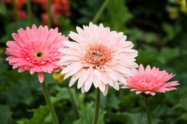 Bahçede pembe gerbera çiçeği