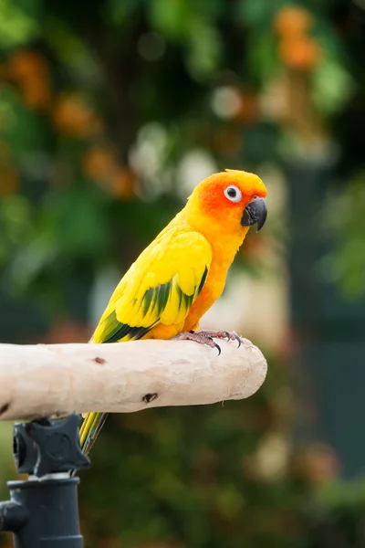 Adorável Sun Conure Papagaio no poleiro — Fotografia de Stock