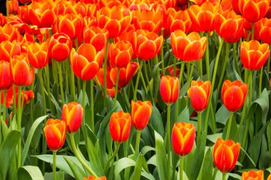 Renkli Lale Çiçek bahçesinde