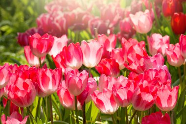 Coloful Lale Çiçek bahçesinde