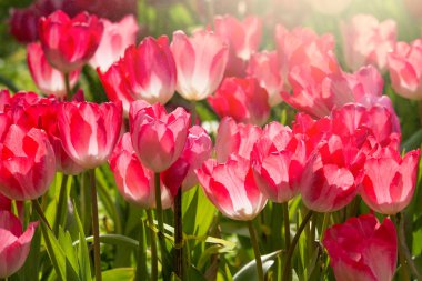 Coloful Lale Çiçek bahçesinde